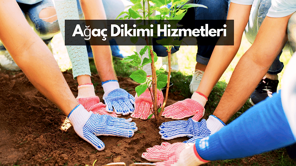 Ağaç Dikim Hizmetleri