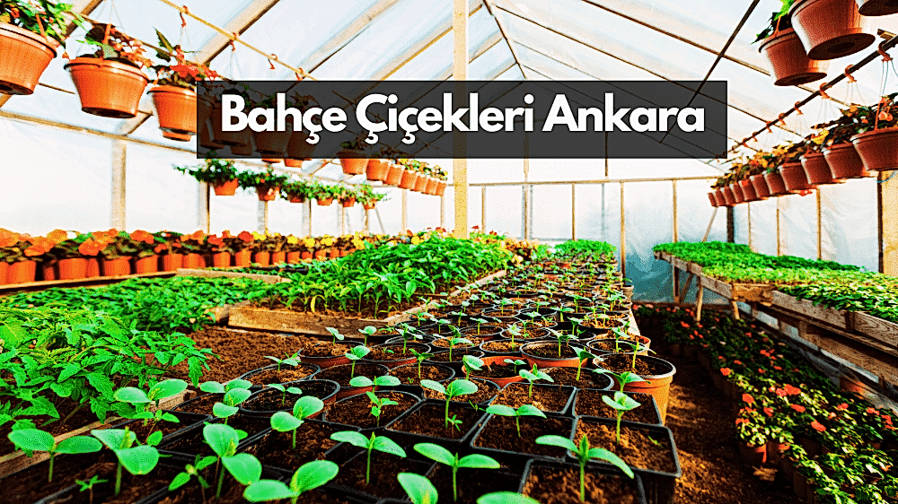 Bahçe Çiçek Fiyatları Ankara - Ankara Bahçe çiçek satışı Dikme ustası